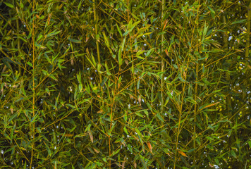 Natural bamboo forest (Phyllostachys pubescens) and in the background the blue sky