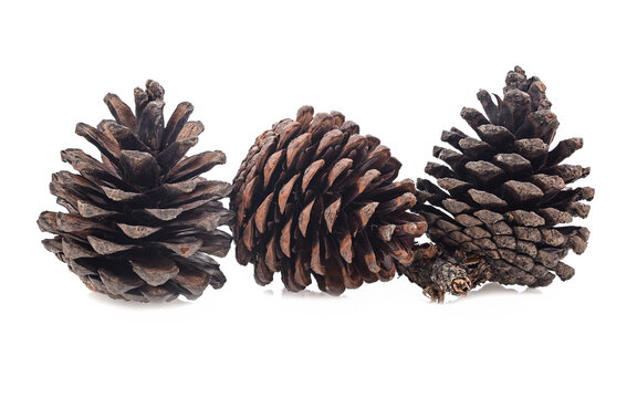  pine cone isolated on white background