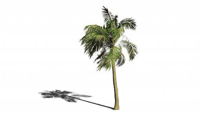 3D Animation clip Palm tree leaf blow with wind storm include alpha path for remove white background.