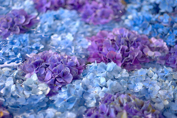 紫陽花の花の手水舎