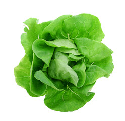 Lettuce Salad Isolated On White Background.