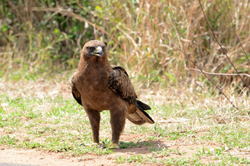 Wahlbergsadler im Krüger-Nationalpark, Südafrika