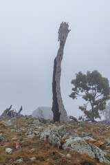Burnt out dead tree in the fog