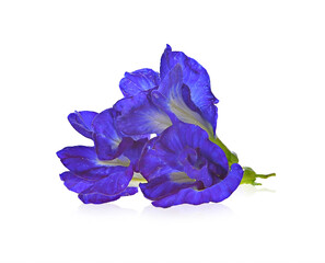 butterfly pea isolated on white background