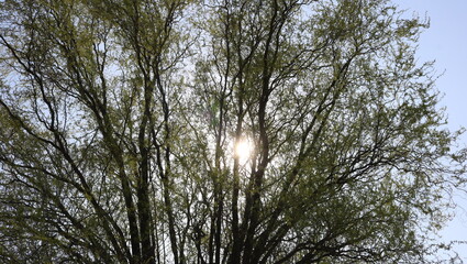 sky and trees