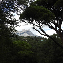 Fototapeta na wymiar trees in the mountains