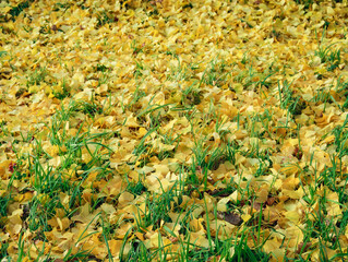 イチョウ　落ち葉　素材