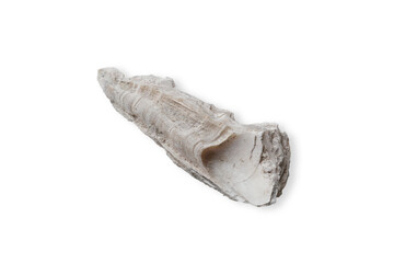 カキ貝の化石