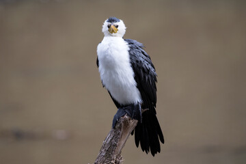 Little Pied Cormorant resting on perch in river