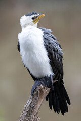 Little Pied Cormorant resting on perch in river