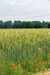 poppies on a background of field of barley