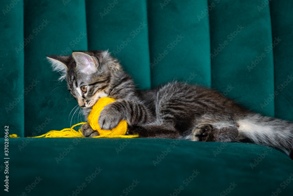 Sticker kitten plays with a ball of thread