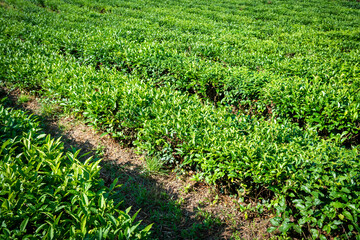 Fototapeta na wymiar Green tea farm in spring. Tea plantation