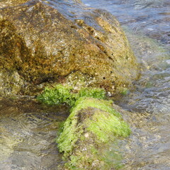 moss covered rocks