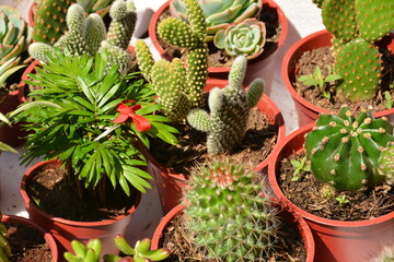 Green cactus plants lucky charm
