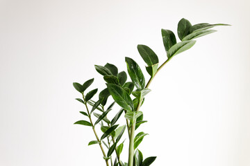 Zamiocculcas plant on white background