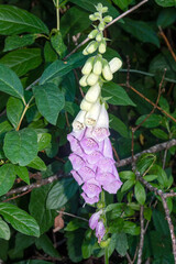 Blooming foxglove flower in the Olallie State Park in Washington, USA