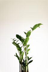 Zamiocculcas plant on white background