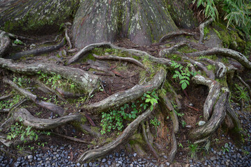 複雑な木の根