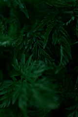 Green leaves pattern background, Natural background and wallpaper