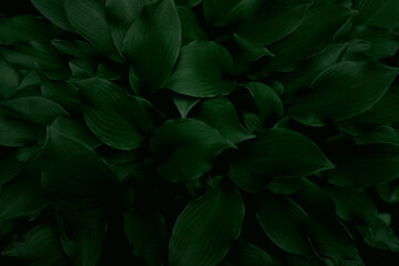 Fototapeta na wymiar Green leaves pattern background, Natural background and wallpaper