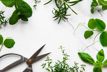 Fresh herbs on white marble background