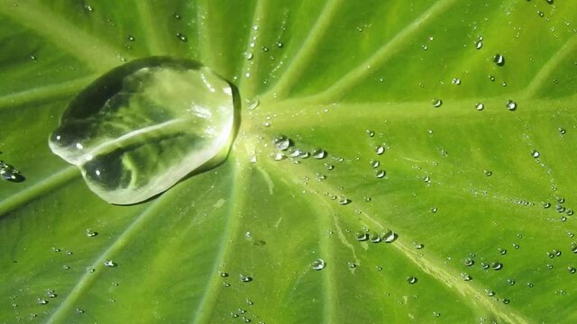 サトイモの葉に溜まった水がコロコロと動いて球形になる光景