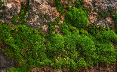 The green moss on the rock