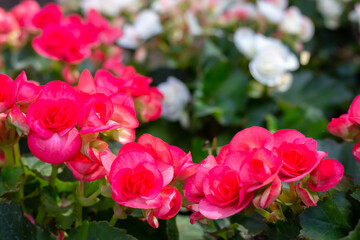 Garden of colorful begonia flowers (Tuberous rooted begonia).