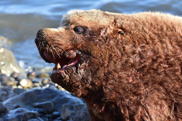 Portrait of a sea lion on a rookery in Kamchatka