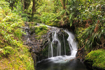 A delicate waterfall deep in New Zealand native forest