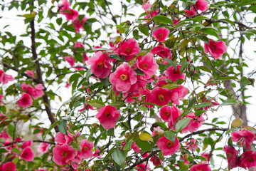Fototapeta premium Floral. Landscaping. Closeup of a Camellia x williamsii Mary Christian hybrid blooming pink flowers in the garden. Beautiful petals and leaves texture.
