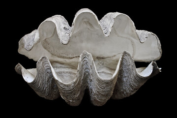 Sea Life. Unique and exotic fauna. Mollusks. Portrait of a giant clam, Tridacna gigas, white shell with a black background. 