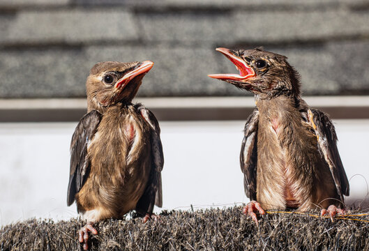 Black Winged Baby Birds With Open Mouth Calling Out