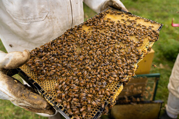 bees in the hive