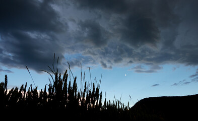 Silouhette of a wheat field, behind it blue sky clouds and moon. Swabian Alb, Germany.