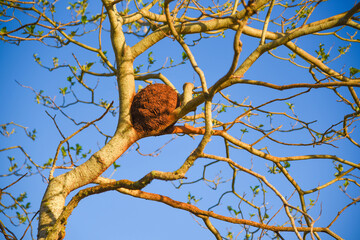 Tree branches and Furnárius rufus bird house with blue skies in the background