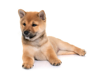 puppy shiba inu