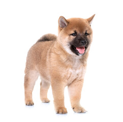 puppy shiba inu
