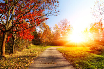 Naklejka na ściany i meble beautiful landscape, sunny autumn morning in the park