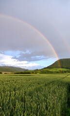 Gray summer weather, rainbow visible, wheat field in the foreground, hill in the background. Swabian Alb, Germany.