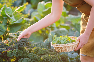 Gardener picking crops kale in vegetable garden