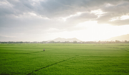 Fototapeta na wymiar Sunset rice field in Vietnam