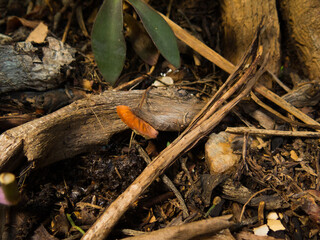 outgoing root on the ground with fungus