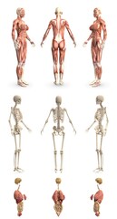 9 hi-res renders in 1, womans body with muscle map and skeleton and organs - physiology study concept - cg medical 3D illustration isolated