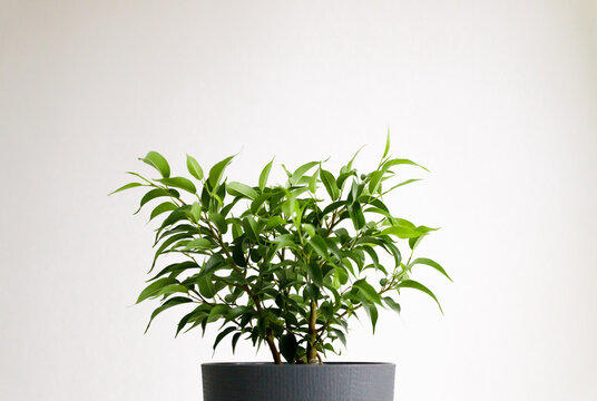 Twigs of fikus with fresh leaves on white background