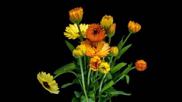 Timelapse of calendula flowers blooming .