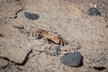 crab on sand