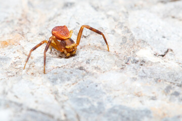 Male Thomisus onustus waiting for preys posed on a rock 