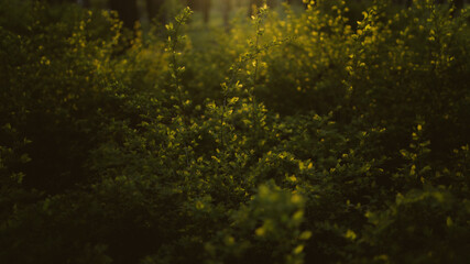 Wallpaper of bushes at summer sunset